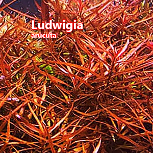 Ludwigia arucuta